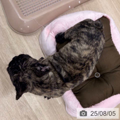 フレンチ・ブルドッグの写真
