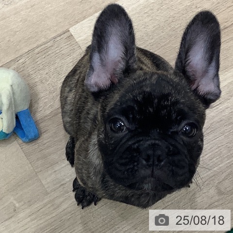 フレンチ・ブルドッグの写真