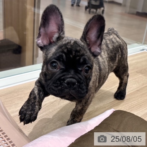 フレンチ・ブルドッグの写真