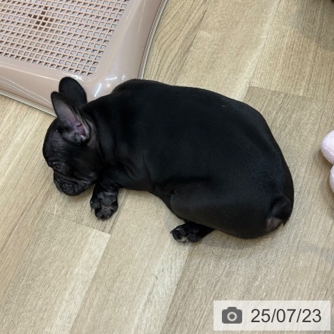 フレンチ・ブルドッグの写真