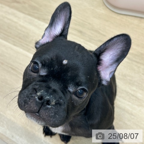 フレンチ・ブルドッグの写真