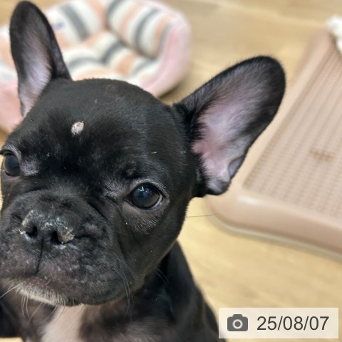 フレンチ・ブルドッグの写真
