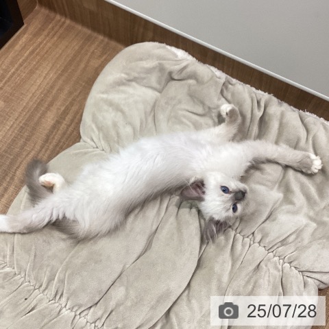 ラグドールの写真