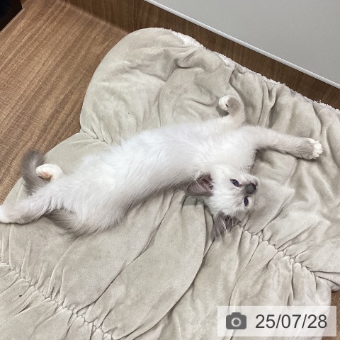 ラグドールの写真