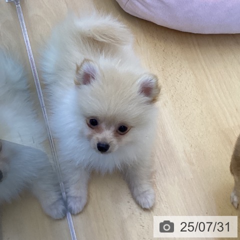 ポメラニアンの写真