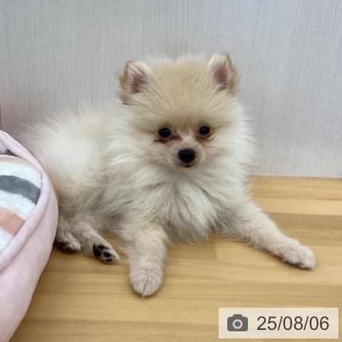 ポメラニアンの写真