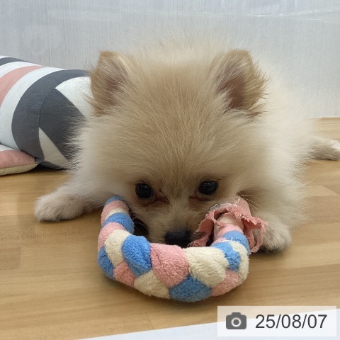 ポメラニアンの写真