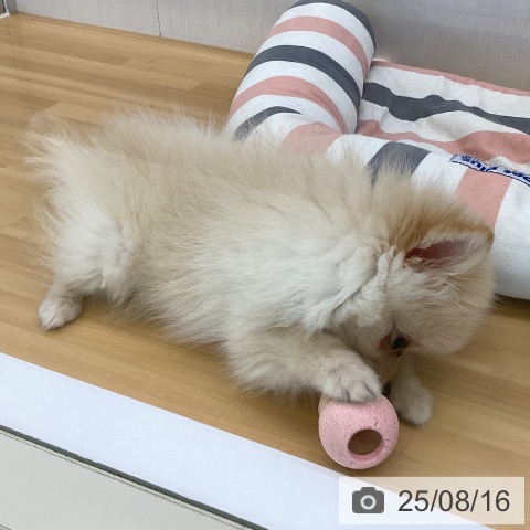 ポメラニアンの写真