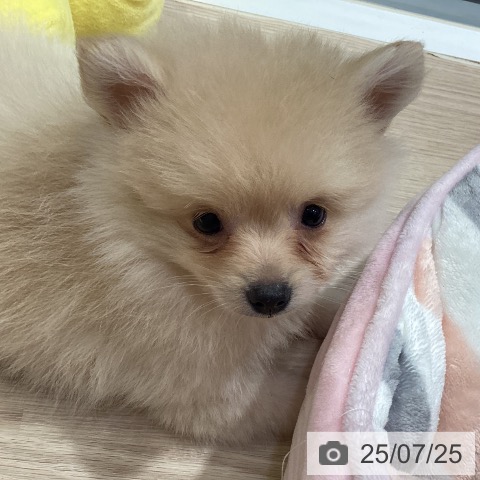 ポメラニアンの写真