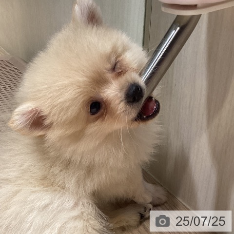 ポメラニアンの写真