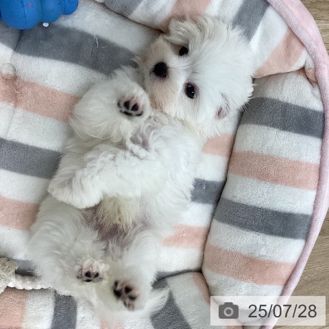マルチーズの写真