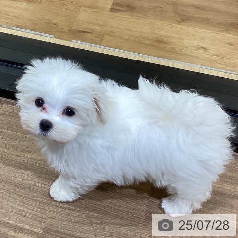 マルチーズの写真