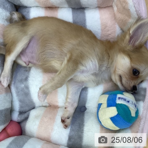 チワワの写真