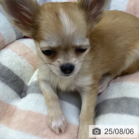 チワワの写真
