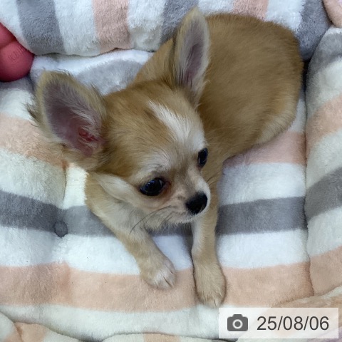 チワワの写真