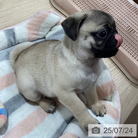 パグの写真