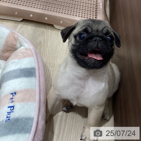 パグの写真