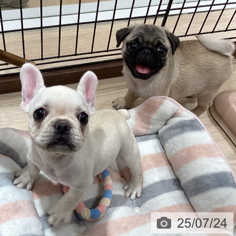 パグの写真