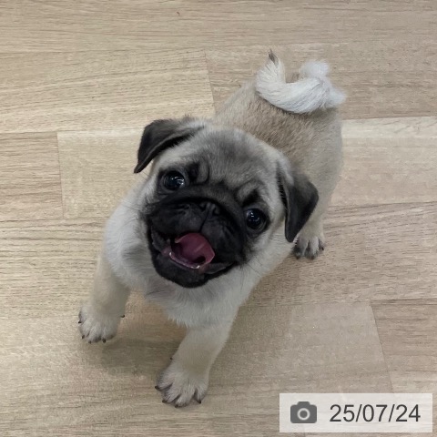パグの写真
