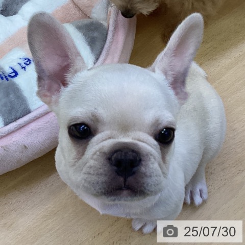 フレンチ・ブルドッグの写真