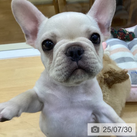 フレンチ・ブルドッグの写真