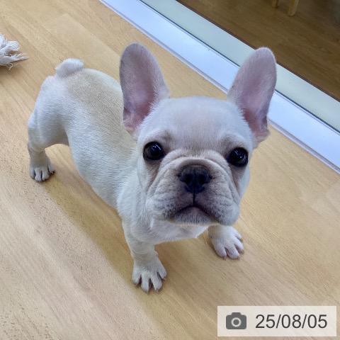 フレンチ・ブルドッグの写真