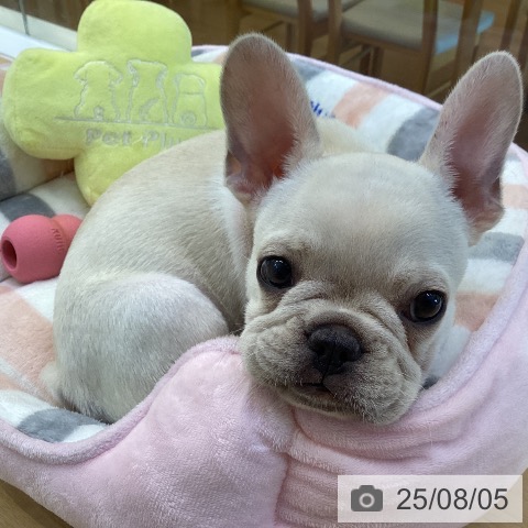 フレンチ・ブルドッグの写真