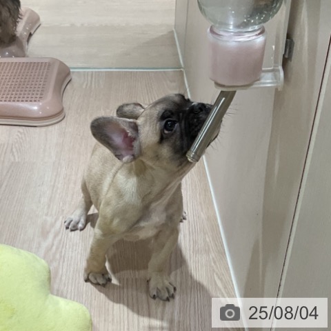 フレンチ・ブルドッグの写真