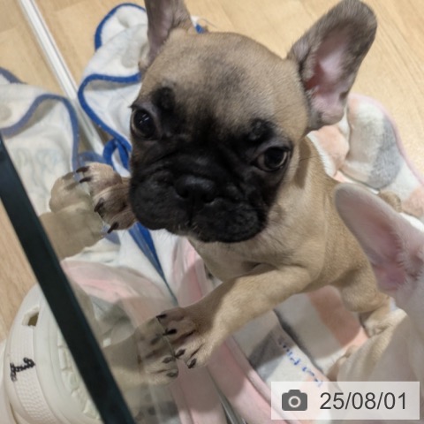 フレンチ・ブルドッグの写真