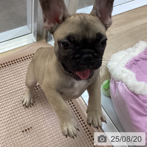 フレンチ・ブルドッグの写真