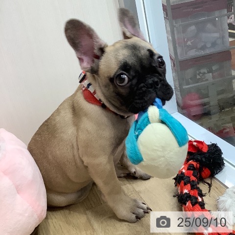 フレンチ・ブルドッグの写真