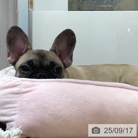 フレンチ・ブルドッグの写真