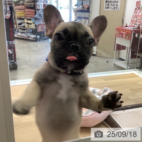 フレンチ・ブルドッグの写真