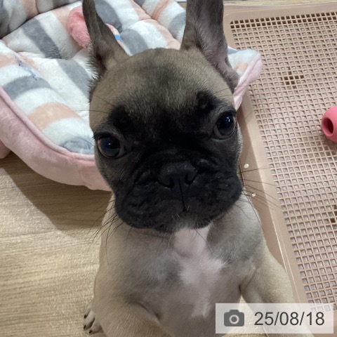 フレンチ・ブルドッグの写真