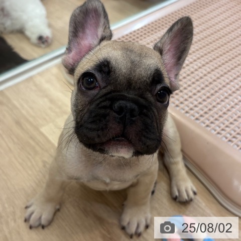 フレンチ・ブルドッグの写真