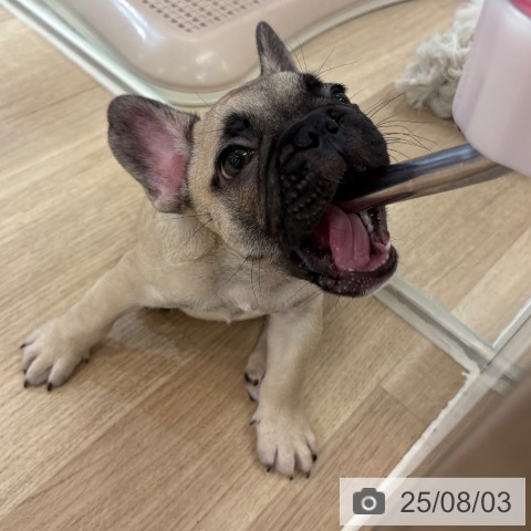 フレンチ・ブルドッグの写真