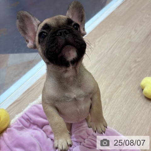 フレンチ・ブルドッグの写真
