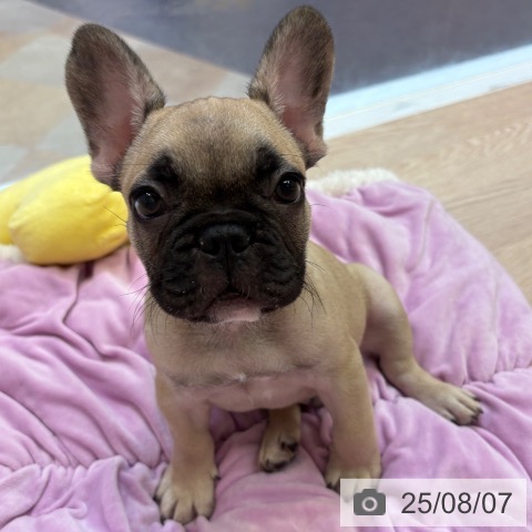 フレンチ・ブルドッグの写真