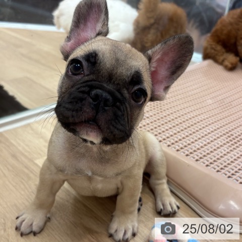 フレンチ・ブルドッグの写真