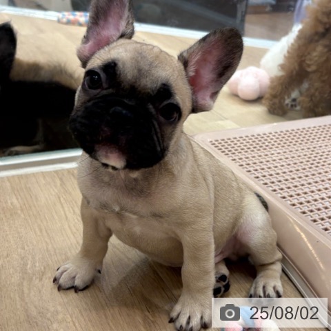 フレンチ・ブルドッグの写真