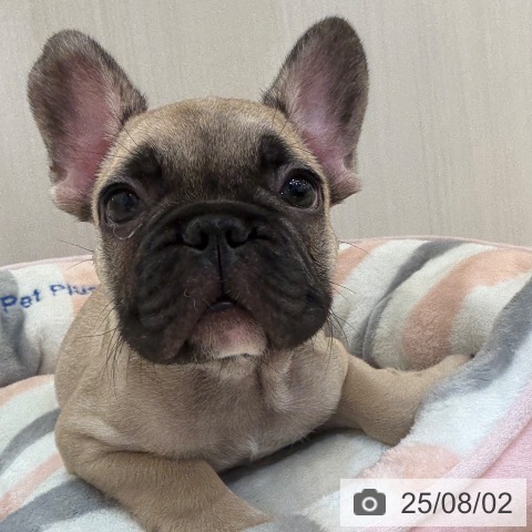 フレンチ・ブルドッグの写真