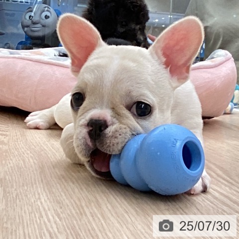 フレンチ・ブルドッグの写真
