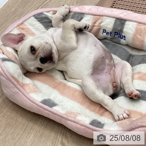 フレンチ・ブルドッグの写真