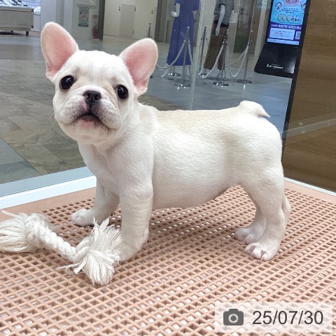 フレンチ・ブルドッグの写真