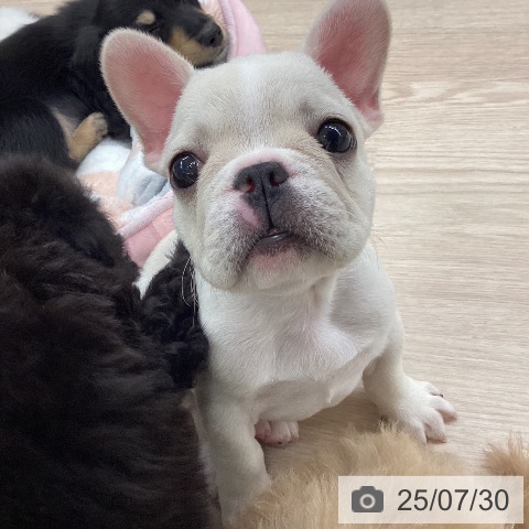 フレンチ・ブルドッグの写真