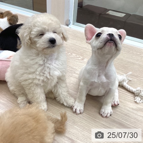 フレンチ・ブルドッグの写真