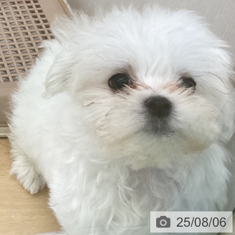 マルチーズの写真