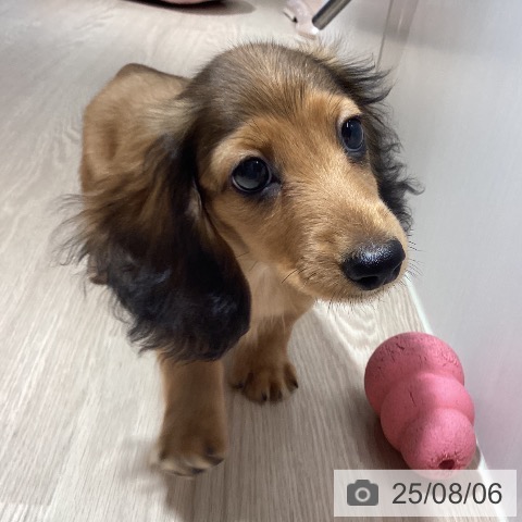 ミニチュア・ダックスフンドの写真