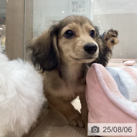 ミニチュア・ダックスフンドの写真