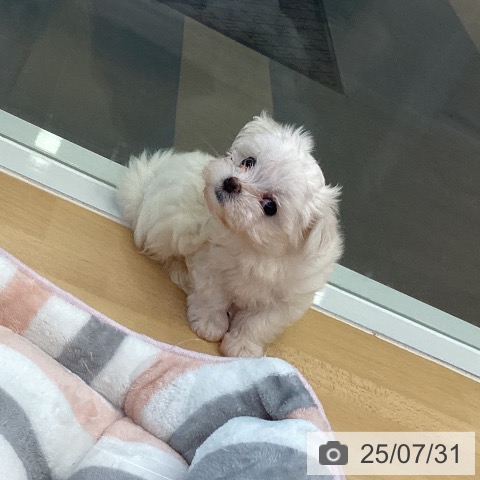 マルチーズの写真